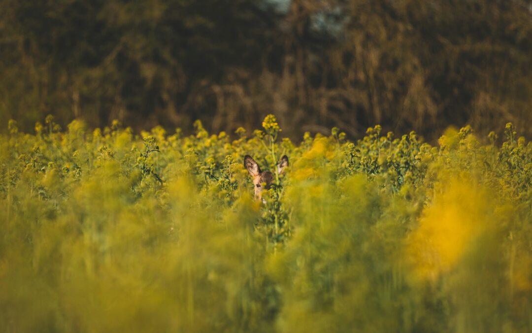 The Art of Invisible Orchestration: Why the Best Programme Management Goes Unnoticed